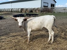 HNB Audrey 