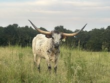 Brazos Chronicle 48/22