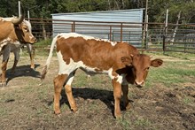 🇺🇸DELTA LUCKY ACE🇺🇸 x HLR CALYPSO