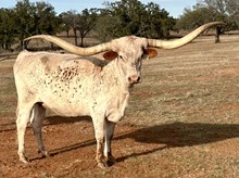 3S SEXY SAFARI LADY