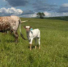 MC Yellow Rose of Texas x BCR Flinn to Win (H)