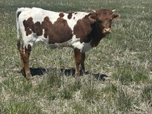 Golden Pearl heifer 24