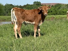 Rusty/Fancy Pants Bull