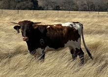 1 BUX 24  #0992 ROSE RANGER X SHEZA