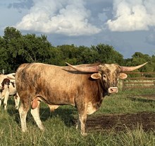 TRUE TEXAN BCR 344