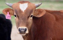 2020 Respected Spice Bull
