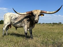 Rodeo Desperado FHR