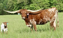 BCR True Country Girl 120