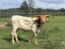 BC Heifer - RTTS 4