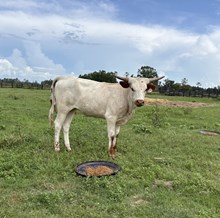 BC Heifer - RTTS 3
