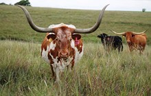 JBM Melba Lamb