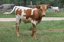 LAR Bull 2616