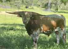 SLL ROY ROGERS