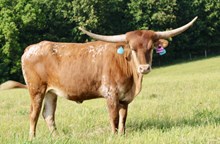 BCR Teresita 346