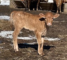 Ambro BCR x Sunshine