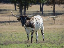 SAFARI'S BRINDLE DELIGHT