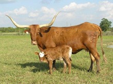 Lot #065- J. R. MAGGY