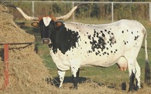 J. R. TWINI #1
