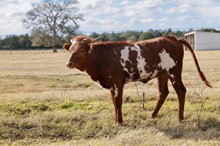 BCR Americas Spirit 255