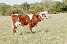 Lawman BCR 427