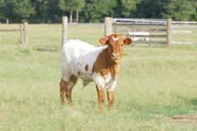 bull Amber x bwana 501 