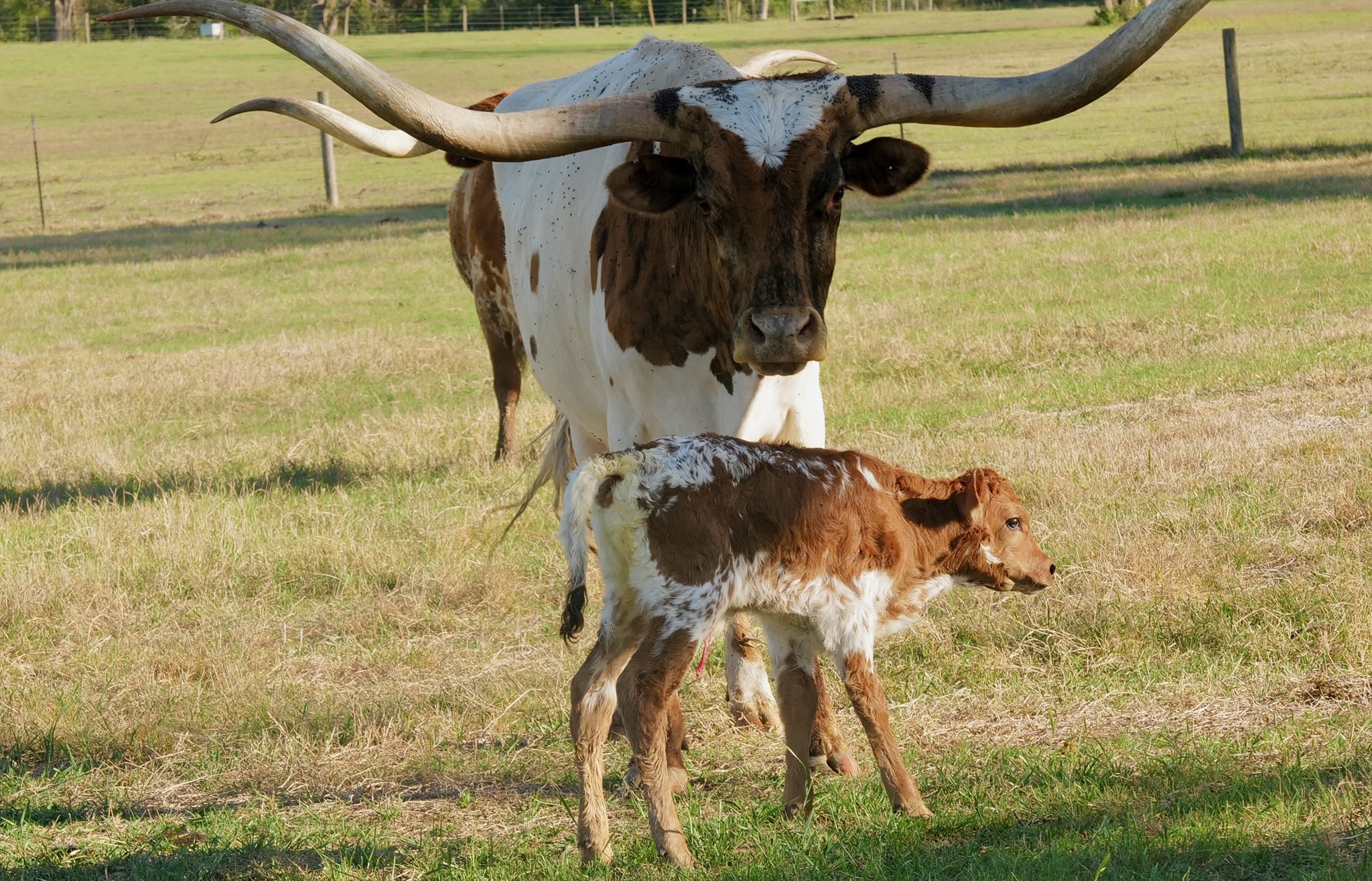 bull calf ECR Good Temptation x The Mac BCR