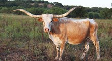 PRETTY PICABO OF PALO PINTO