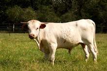 GRAND APPROVAL BCR 686