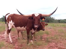 LL MESQUITE HEARTBREAKER