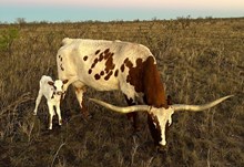 CWR Miss Reno X Fireman BCR 049 heifer