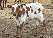 River Sue Bull