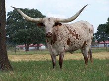 Rutledge's Miss Sue 60/4