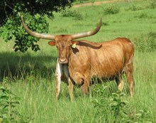 RUTLEDGE'S MOO COW