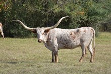 SAFARI'S JOAN ELSA SRC