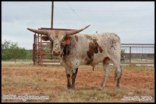Safari BL Chex x Easterly's Little Tiara
