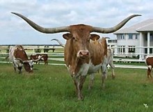 TX W Lucky Lady