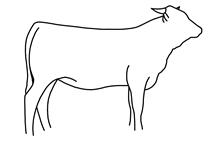 Heifer calf 2023 Swagger x Pippin'sPauli