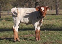 2024 Heifer calf Justify x Kitty Bandita