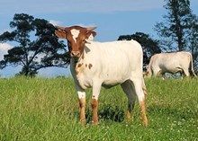 2024 Heifer calf Justify x Kitty Bandita