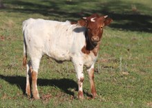 Heifer calf 2024 Justify x RingMyBell