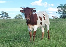 Heifer calf 2024 Justify x Adora Belle