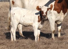 Heifer calf 2024 -Justify x Reckon So, Darlin