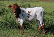 Bull calf 2023 Justify x Red Headed Lil