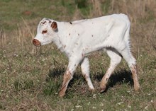 Bull calf 2025 Justify x Buried Treasure