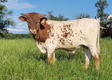Bull calf 2025 Justify x Rumor Mill