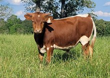 Bull calf 2024 Justify x TumblenSwag