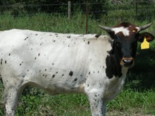 4 BAR TARICITA