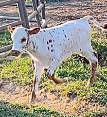 Sparklett Bull 2024