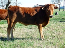 BCR STERLING GEM 515