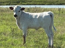 heifer The Mac x BCR Fantablous 503